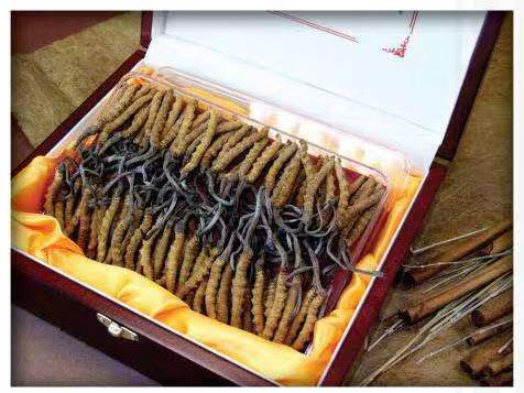 毛阳镇冬虫夏草回收